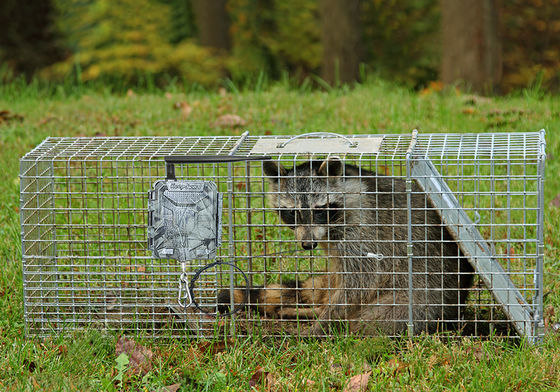 Беспроводные HD охотничьи камеры