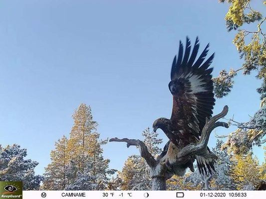 IP65 водонепроницаемая камера 4G