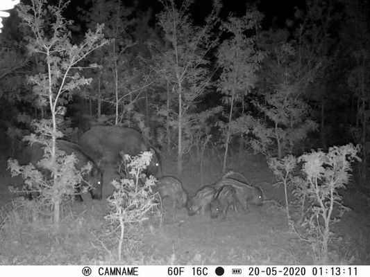 IP67 охотничьи камеры без свечения с поддержкой микрообъектива 450 мм и охотничьими камерами с интервалом 1s-60m HD